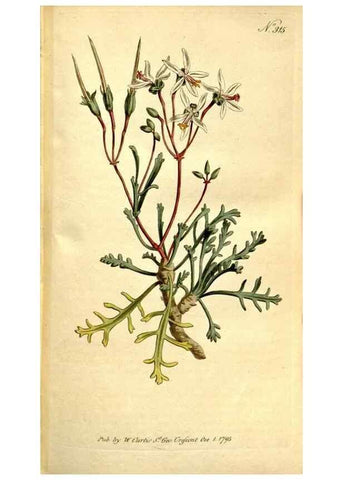 Reproducción/Reproduction 35037722481: The Botanical magazine, or, Flower-garden displayed ... /. [S.l. :s.n.],1790-1800 ;