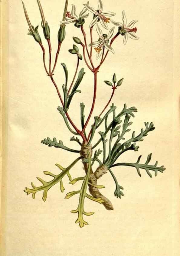 Reproducción/Reproduction 35037722481: The Botanical magazine, or, Flower-garden displayed ... /. [S.l. :s.n.],1790-1800 ;