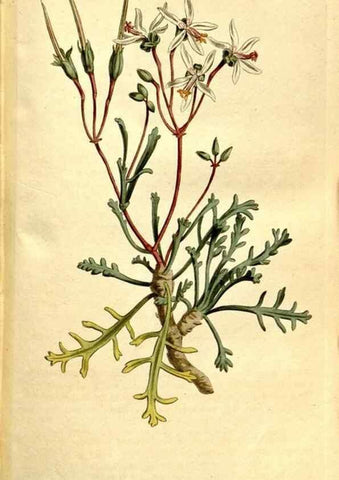 Reproducción/Reproduction 35037722481: The Botanical magazine, or, Flower-garden displayed ... /. [S.l. :s.n.],1790-1800 ;