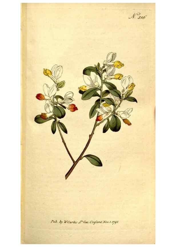 Reproducción/Reproduction 35037725861: The Botanical magazine, or, Flower-garden displayed ... /. [S.l. :s.n.],1790-1800 ;