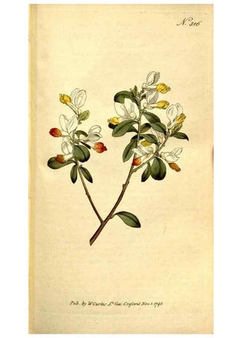 Reproducción/Reproduction 35037725861: The Botanical magazine, or, Flower-garden displayed ... /. [S.l. :s.n.],1790-1800 ;