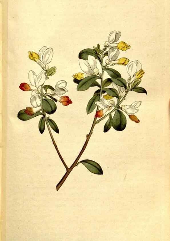 Reproducción/Reproduction 35037725861: The Botanical magazine, or, Flower-garden displayed ... /. [S.l. :s.n.],1790-1800 ;