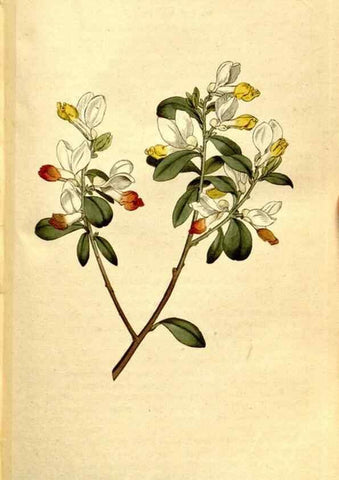 Reproducción/Reproduction 35037725861: The Botanical magazine, or, Flower-garden displayed ... /. [S.l. :s.n.],1790-1800 ;