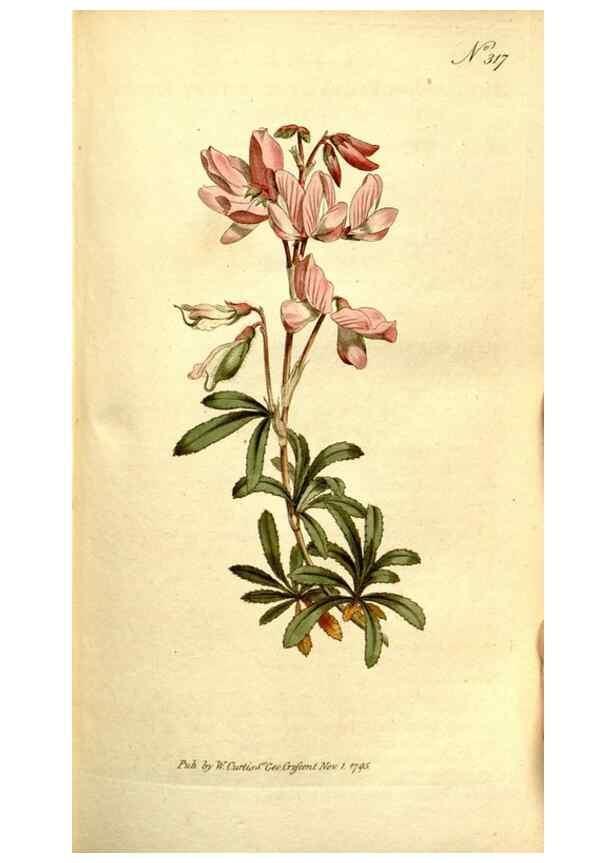 Reproducción/Reproduction 34323490544: The Botanical magazine, or, Flower-garden displayed ... /. [S.l. :s.n.],1790-1800 ;