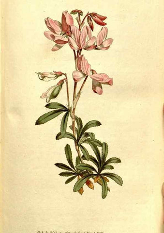 Reproducción/Reproduction 34323490544: The Botanical magazine, or, Flower-garden displayed ... /. [S.l. :s.n.],1790-1800 ;