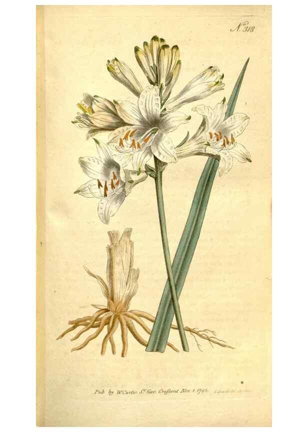 Reproducción/Reproduction 34358778633: The Botanical magazine, or, Flower-garden displayed ... /. [S.l. :s.n.],1790-1800 ;