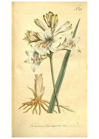 Reproducción/Reproduction 34358778633: The Botanical magazine, or, Flower-garden displayed ... /. [S.l. :s.n.],1790-1800 ;