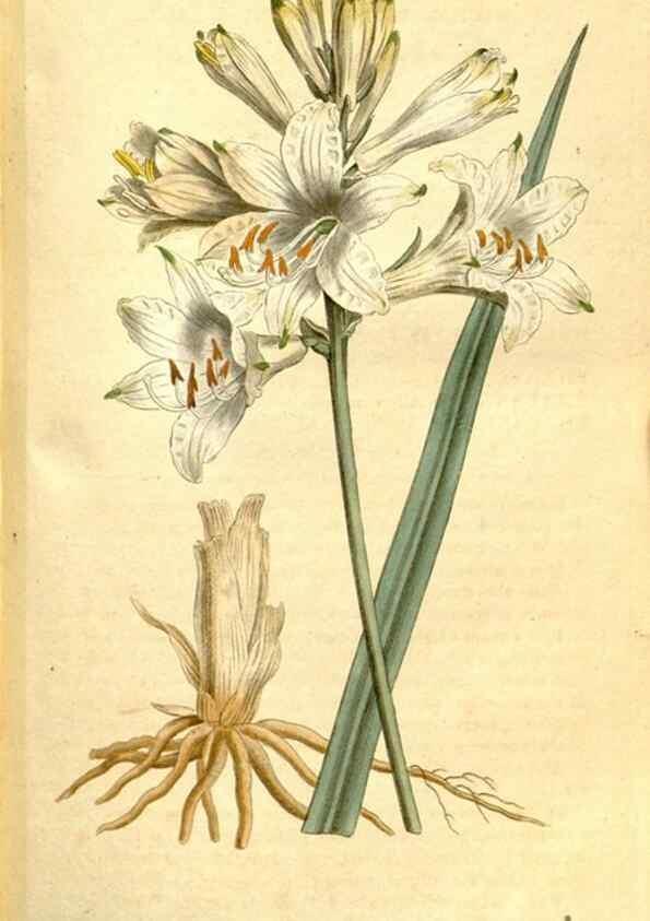 Reproducción/Reproduction 34358778633: The Botanical magazine, or, Flower-garden displayed ... /. [S.l. :s.n.],1790-1800 ;