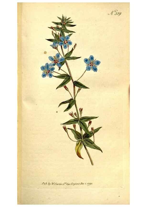 Reproducción/Reproduction 34323496284: The Botanical magazine, or, Flower-garden displayed ... /. [S.l. :s.n.],1790-1800 ;