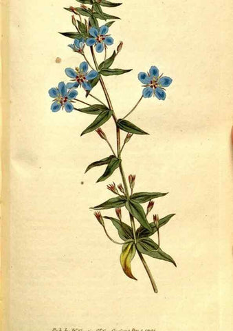 Reproducción/Reproduction 34323496284: The Botanical magazine, or, Flower-garden displayed ... /. [S.l. :s.n.],1790-1800 ;