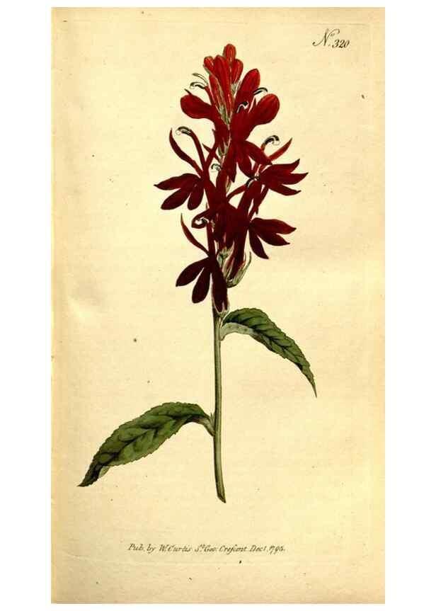 Reproducción/Reproduction 35128467106: The Botanical magazine, or, Flower-garden displayed ... /. [S.l. :s.n.],1790-1800 ;