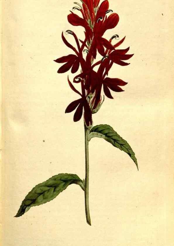 Reproducción/Reproduction 35128467106: The Botanical magazine, or, Flower-garden displayed ... /. [S.l. :s.n.],1790-1800 ;