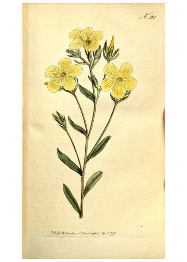 Reproducción/Reproduction 34781953230: The Botanical magazine, or, Flower-garden displayed ... /. [S.l. :s.n.],1790-1800 ;