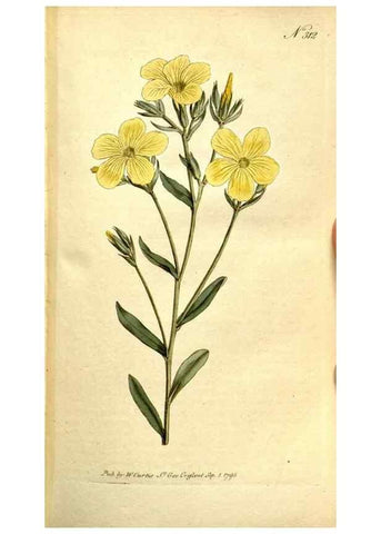 Reproducción/Reproduction 34781953230: The Botanical magazine, or, Flower-garden displayed ... /. [S.l. :s.n.],1790-1800 ;