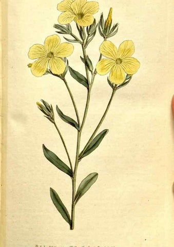 Reproducción/Reproduction 34781953230: The Botanical magazine, or, Flower-garden displayed ... /. [S.l. :s.n.],1790-1800 ;
