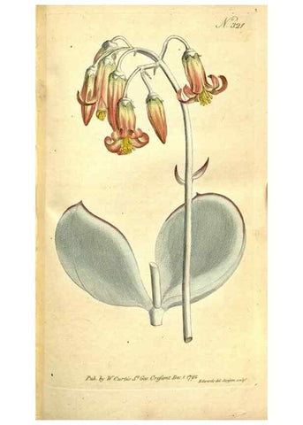 Reproducción/Reproduction 35037738181: The Botanical magazine, or, Flower-garden displayed ... /. [S.l. :s.n.],1790-1800 ;