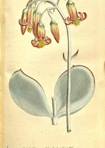 Reproducción/Reproduction 35037738181: The Botanical magazine, or, Flower-garden displayed ... /. [S.l. :s.n.],1790-1800 ;