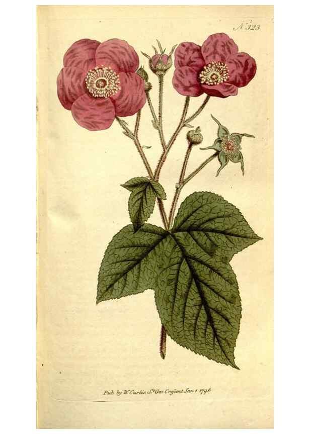 Reproducción/Reproduction 35128476156: The Botanical magazine, or, Flower-garden displayed ... /. [S.l. :s.n.],1790-1800 ;