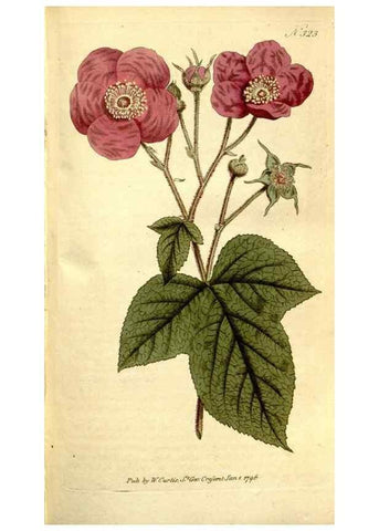 Reproducción/Reproduction 35128476156: The Botanical magazine, or, Flower-garden displayed ... /. [S.l. :s.n.],1790-1800 ;