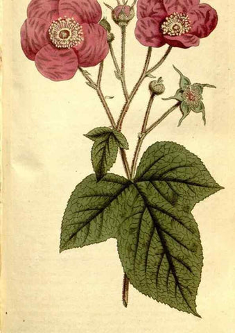 Reproducción/Reproduction 35128476156: The Botanical magazine, or, Flower-garden displayed ... /. [S.l. :s.n.],1790-1800 ;