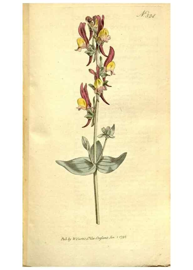 Reproducción/Reproduction 35037745571: The Botanical magazine, or, Flower-garden displayed ... /. [S.l. :s.n.],1790-1800 ;