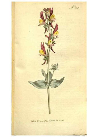 Reproducción/Reproduction 35037745571: The Botanical magazine, or, Flower-garden displayed ... /. [S.l. :s.n.],1790-1800 ;