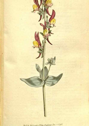 Reproducción/Reproduction 35037745571: The Botanical magazine, or, Flower-garden displayed ... /. [S.l. :s.n.],1790-1800 ;