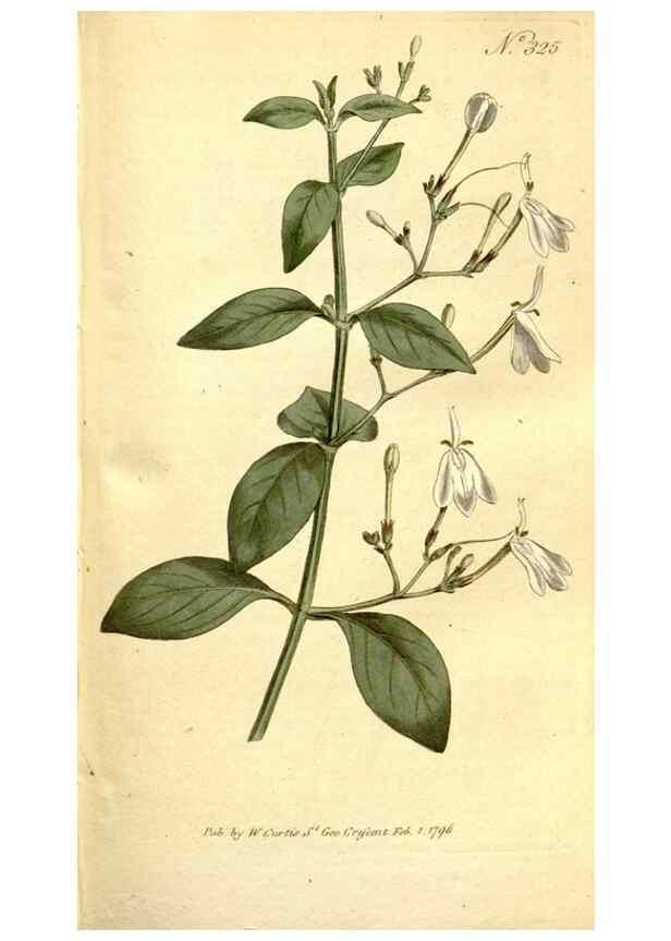 Reproducción/Reproduction 35128479196: The Botanical magazine, or, Flower-garden displayed ... /. [S.l. :s.n.],1790-1800 ;