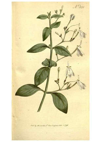 Reproducción/Reproduction 35128479196: The Botanical magazine, or, Flower-garden displayed ... /. [S.l. :s.n.],1790-1800 ;