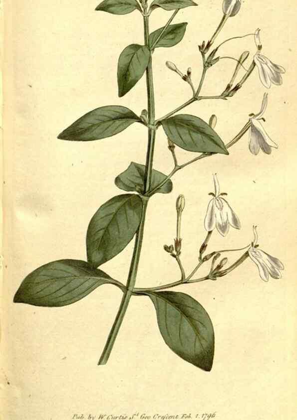 Reproducción/Reproduction 35128479196: The Botanical magazine, or, Flower-garden displayed ... /. [S.l. :s.n.],1790-1800 ;