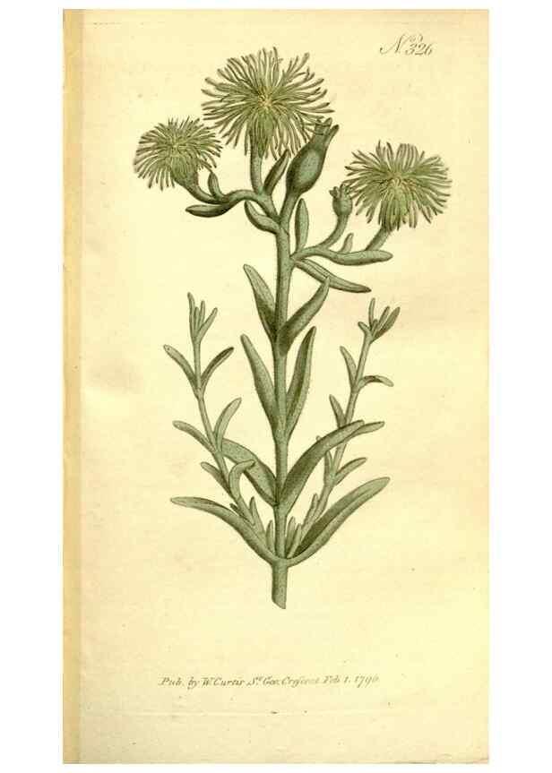Reproducción/Reproduction 34323511124: The Botanical magazine, or, Flower-garden displayed ... /. [S.l. :s.n.],1790-1800 ;