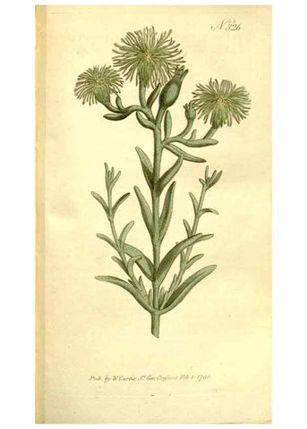 Reproducción/Reproduction 34323511124: The Botanical magazine, or, Flower-garden displayed ... /. [S.l. :s.n.],1790-1800 ;