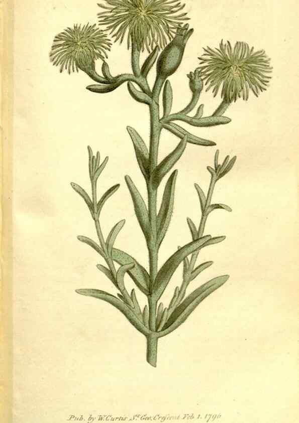Reproducción/Reproduction 34323511124: The Botanical magazine, or, Flower-garden displayed ... /. [S.l. :s.n.],1790-1800 ;