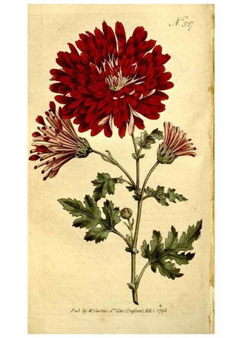 Reproducción/Reproduction 35128481856: The Botanical magazine, or, Flower-garden displayed ... /. [S.l. :s.n.],1790-1800 ;