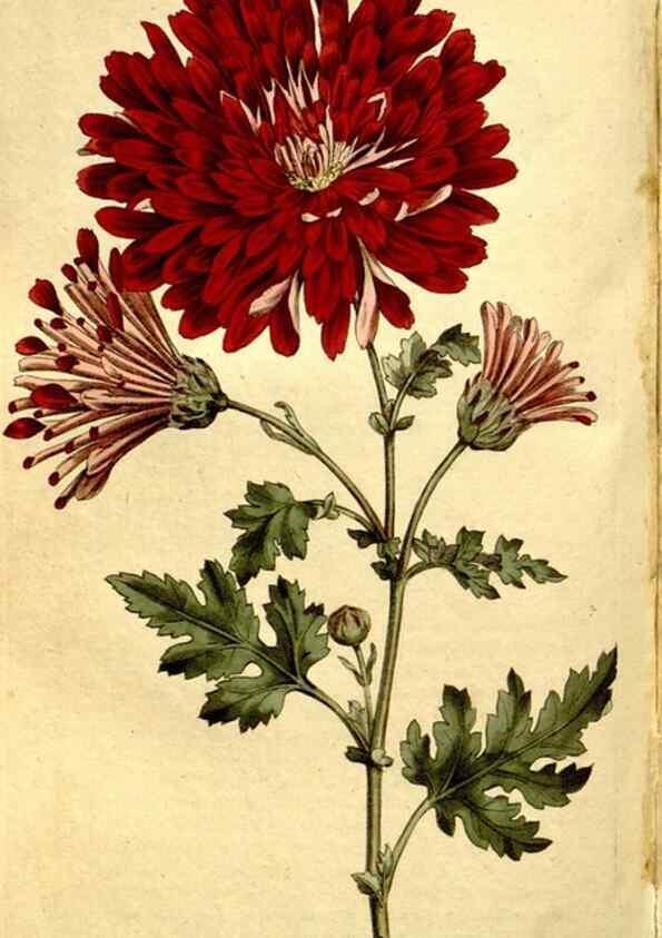 Reproducción/Reproduction 35128481856: The Botanical magazine, or, Flower-garden displayed ... /. [S.l. :s.n.],1790-1800 ;