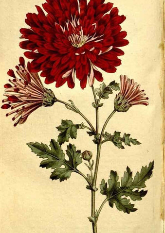 Reproducción/Reproduction 35128481856: The Botanical magazine, or, Flower-garden displayed ... /. [S.l. :s.n.],1790-1800 ;