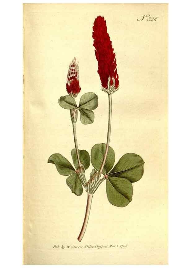Reproducción/Reproduction 35128483246: The Botanical magazine, or, Flower-garden displayed ... /. [S.l. :s.n.],1790-1800 ;