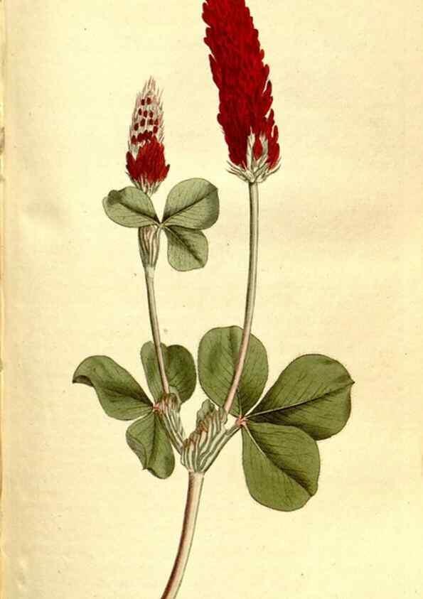 Reproducción/Reproduction 35128483246: The Botanical magazine, or, Flower-garden displayed ... /. [S.l. :s.n.],1790-1800 ;