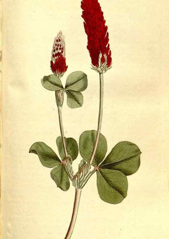 Reproducción/Reproduction 35128483246: The Botanical magazine, or, Flower-garden displayed ... /. [S.l. :s.n.],1790-1800 ;