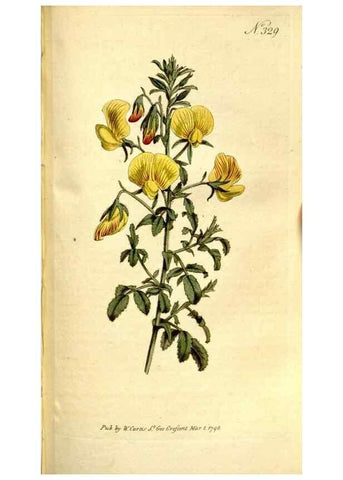 Reproducción/Reproduction 35128484706: The Botanical magazine, or, Flower-garden displayed ... /. [S.l. :s.n.],1790-1800 ;