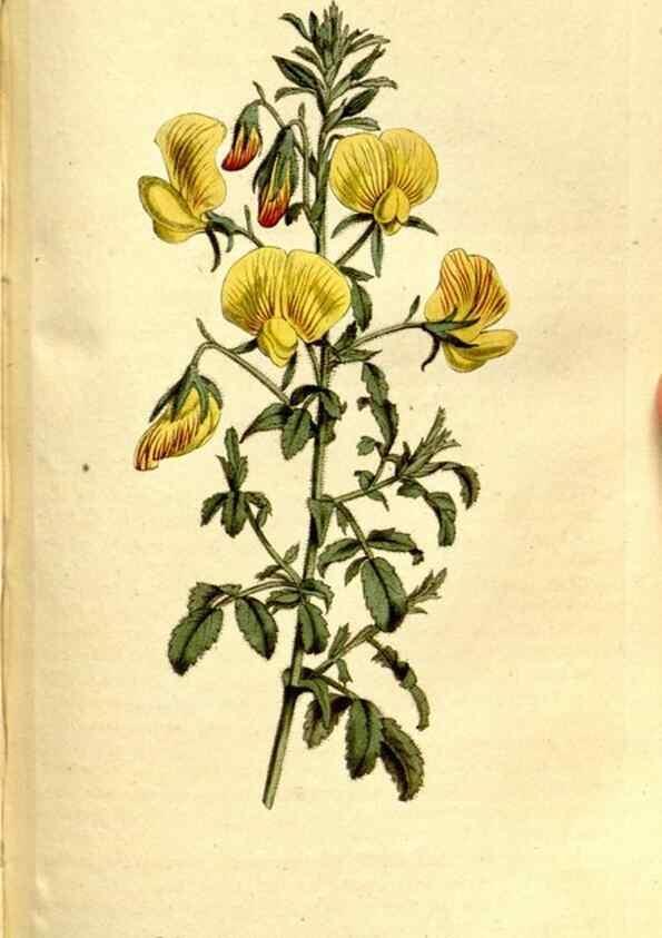 Reproducción/Reproduction 35128484706: The Botanical magazine, or, Flower-garden displayed ... /. [S.l. :s.n.],1790-1800 ;