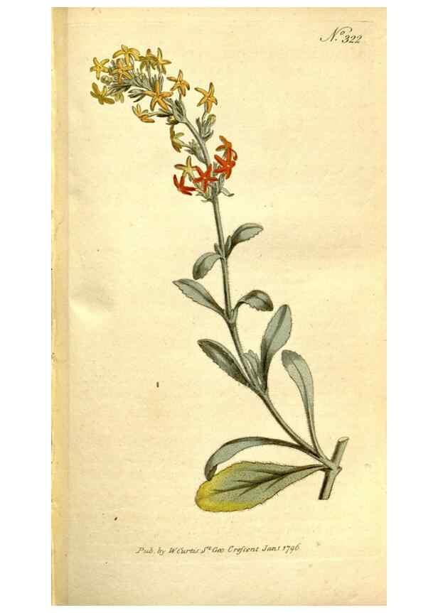 Reproducción/Reproduction 34323504444: The Botanical magazine, or, Flower-garden displayed ... /. [S.l. :s.n.],1790-1800 ;
