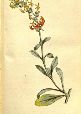 Reproducción/Reproduction 34323504444: The Botanical magazine, or, Flower-garden displayed ... /. [S.l. :s.n.],1790-1800 ;