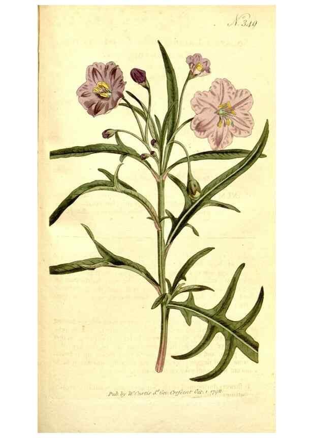 Reproducción/Reproduction 35037798921: The Botanical magazine, or, Flower-garden displayed ... /. [S.l. :s.n.],1790-1800 ;