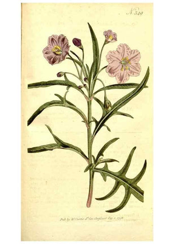 Reproducción/Reproduction 35037798921: The Botanical magazine, or, Flower-garden displayed ... /. [S.l. :s.n.],1790-1800 ;