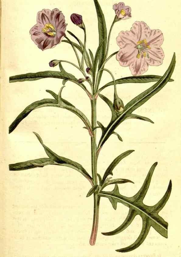 Reproducción/Reproduction 35037798921: The Botanical magazine, or, Flower-garden displayed ... /. [S.l. :s.n.],1790-1800 ;