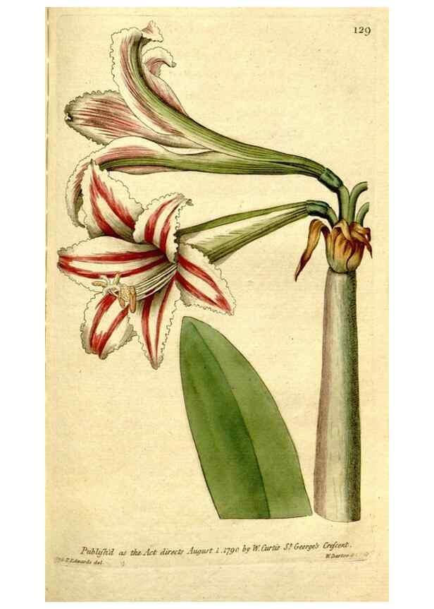 Reproducción/Reproduction 35002621662: The Botanical magazine, or, Flower-garden displayed ... /. [S.l. :s.n.],1790-1800 ;