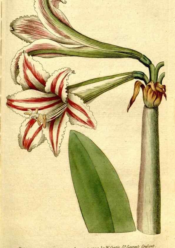 Reproducción/Reproduction 35002621662: The Botanical magazine, or, Flower-garden displayed ... /. [S.l. :s.n.],1790-1800 ;