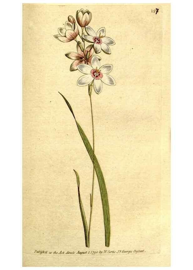 Reproducción/Reproduction 35002618452: The Botanical magazine, or, Flower-garden displayed ... /. [S.l. :s.n.],1790-1800 ;