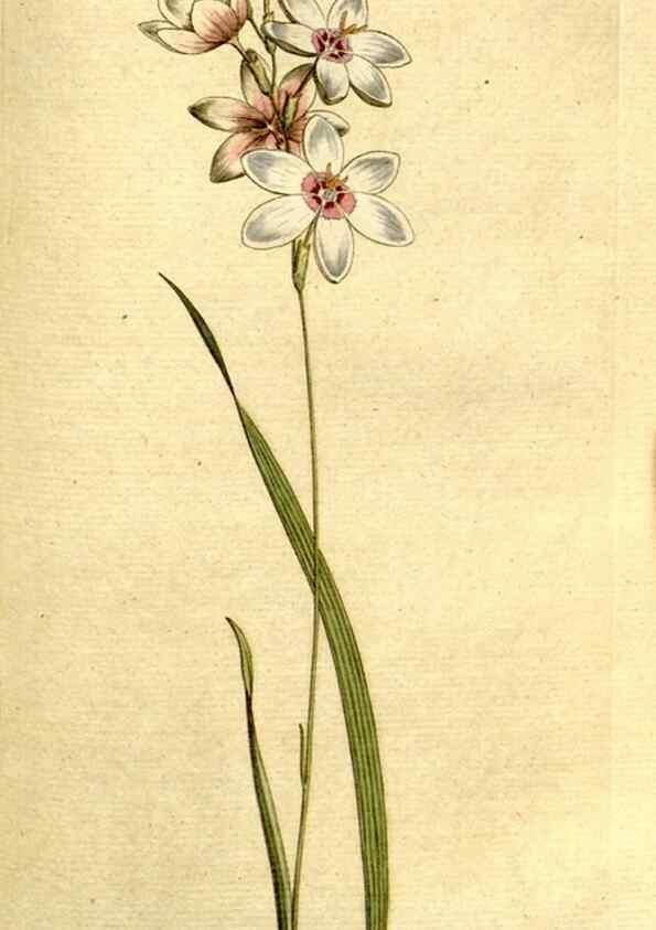 Reproducción/Reproduction 35002618452: The Botanical magazine, or, Flower-garden displayed ... /. [S.l. :s.n.],1790-1800 ;